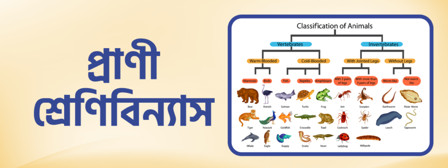 Classification-of-animals
